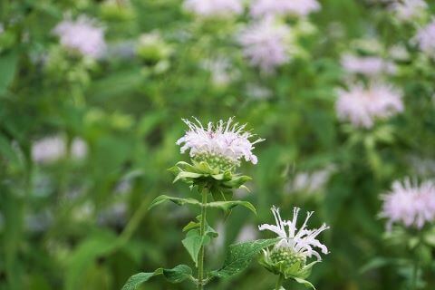 クレベラントセージ