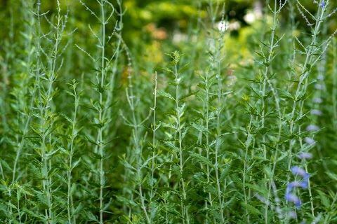 ロシアンセージ