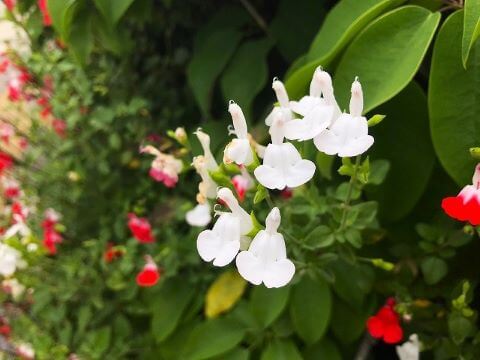 チェリーセージ