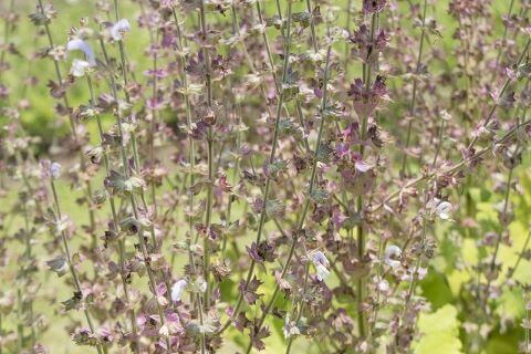 クラリーセージ