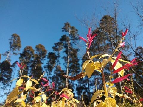 パイナップルセージ