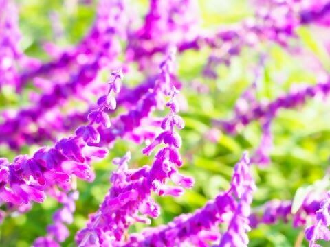 アメジストセージ