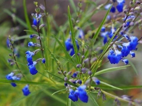 コバルトセージ