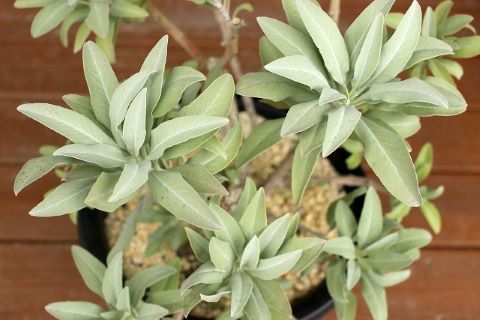 ホワイトセージ