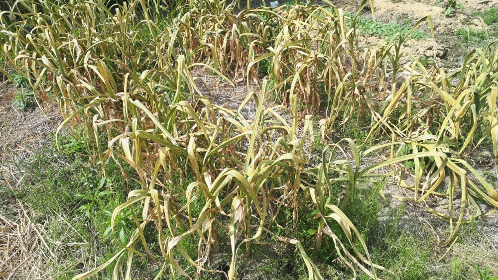 にんにくの収穫直前の葉