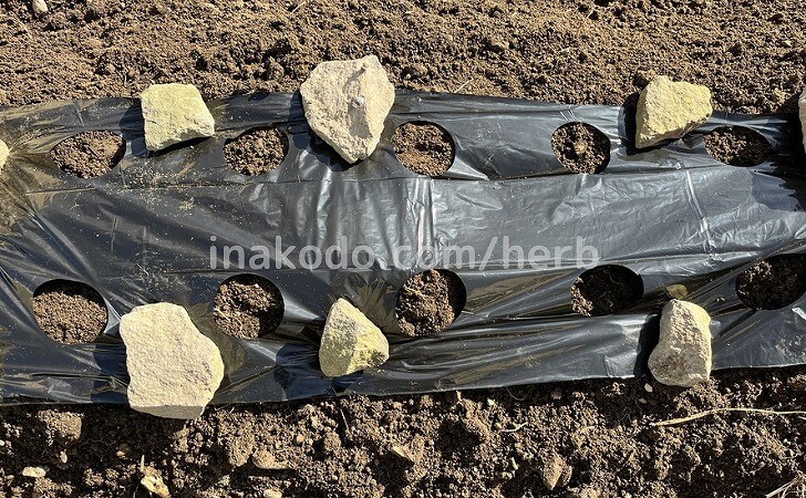 にんにく栽培用のマルチング