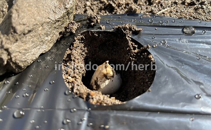 にんにくの球根の植え付け