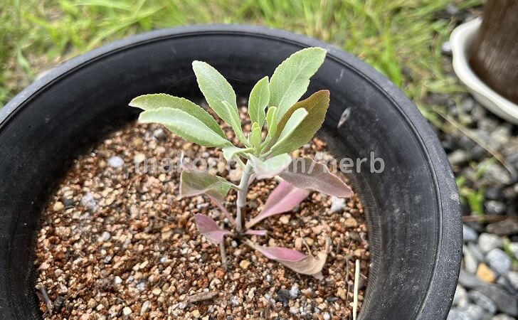 葉が赤くなったホワイトセージ