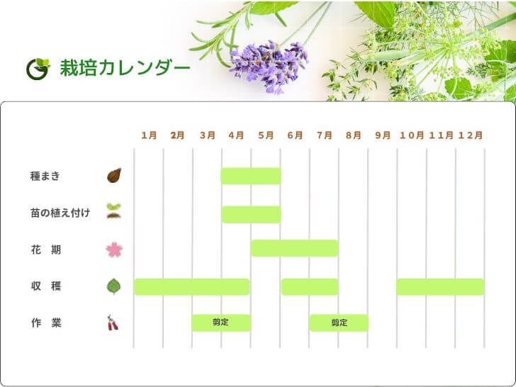 栽培カレンダー(蚊よらず・サザンウッド)