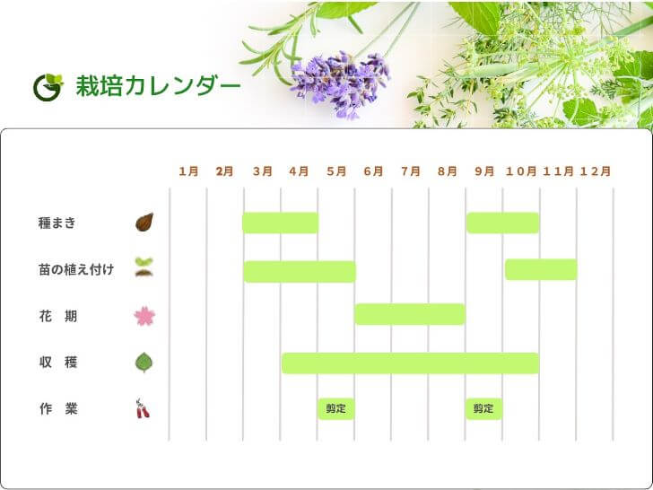 栽培カレンダー(ホワイトセージ)