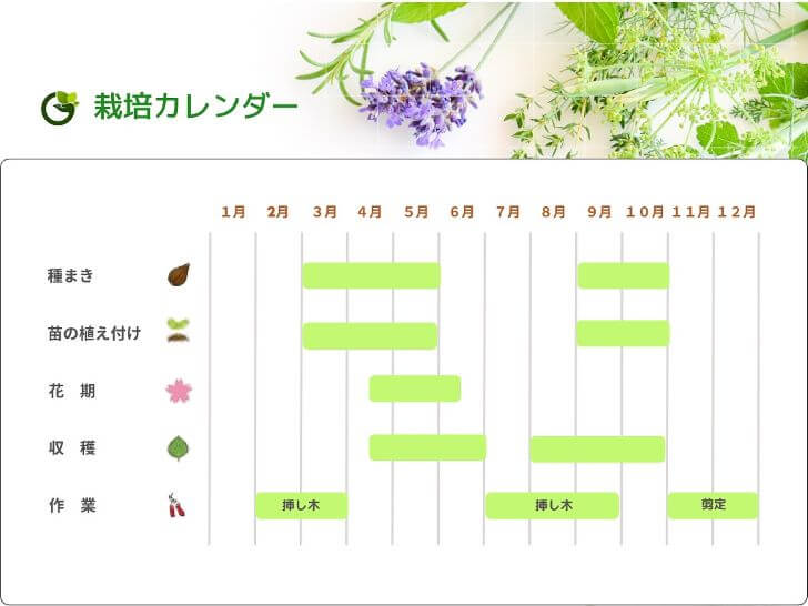 栽培カレンダー（エルダーフラワー）