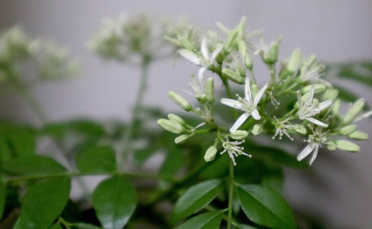 カレーリーフの花