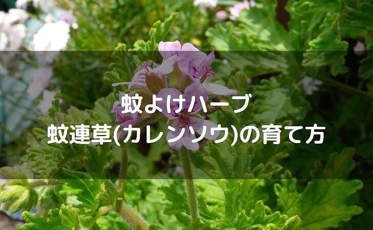 蚊連草(カレンソウ)