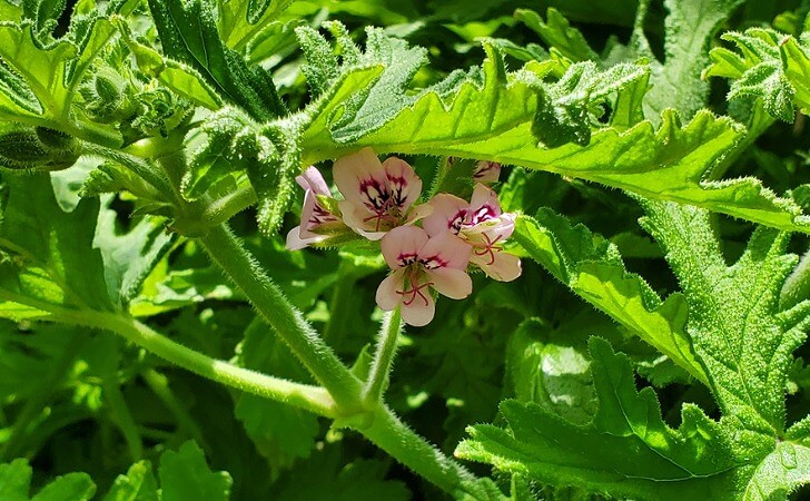 増えすぎた蚊連草