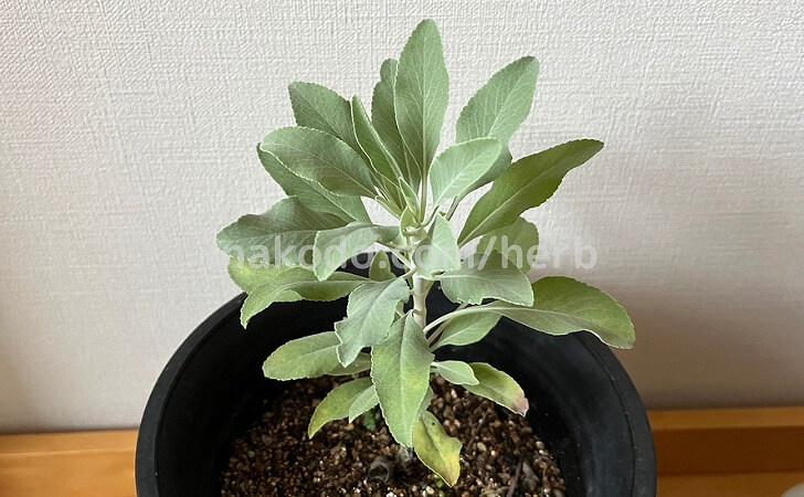 鉢植えで育てているホワイトセージ