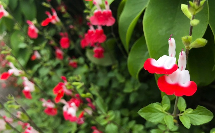 ホットリップス(イチゴミルク)