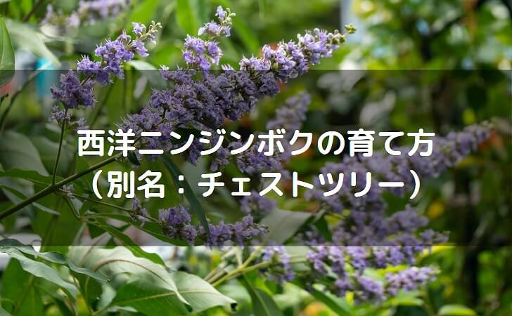 西洋ニンジンボク