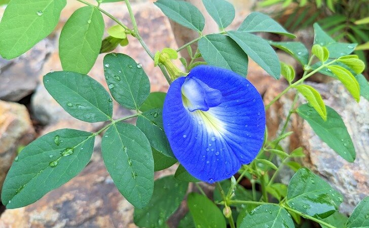 バタフライピーの花