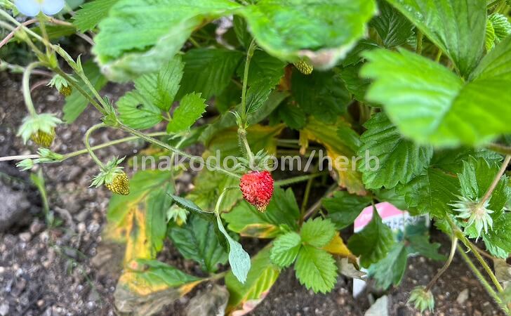 ワイルドストロベリーの実