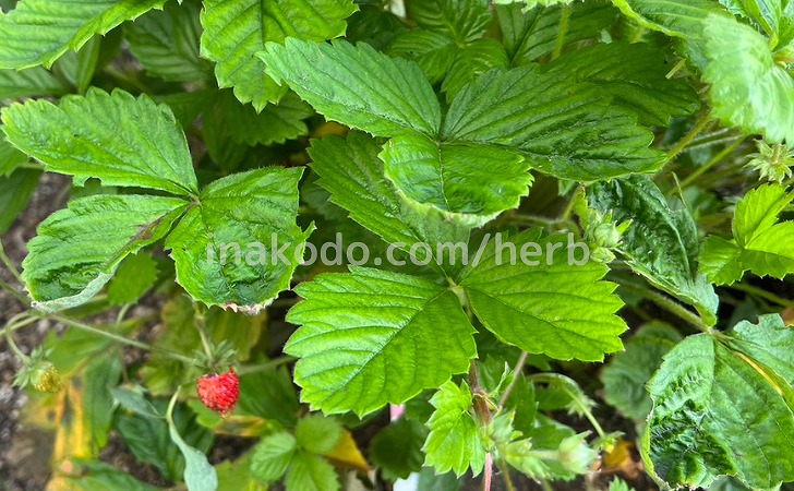 ワイルドストロベリーの栽培キットで作った実