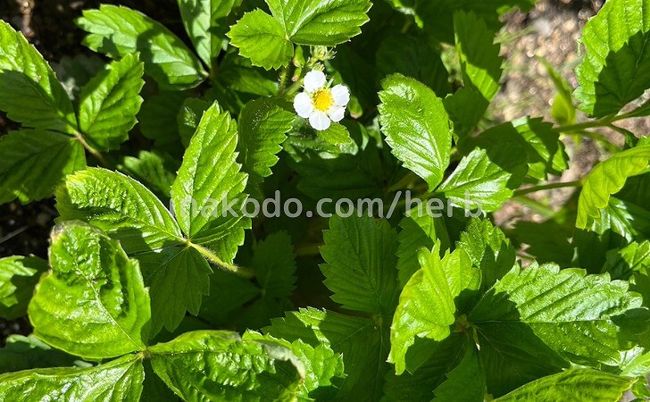 ワイルドストロベリーの葉と花
