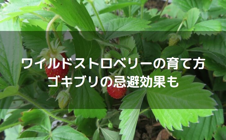 ワイルドストロベリー