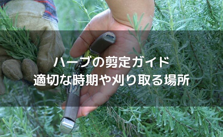 ハーブの剪定ガイド