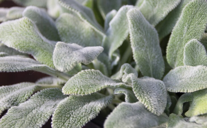 ラムズイヤーシルバーカーペット