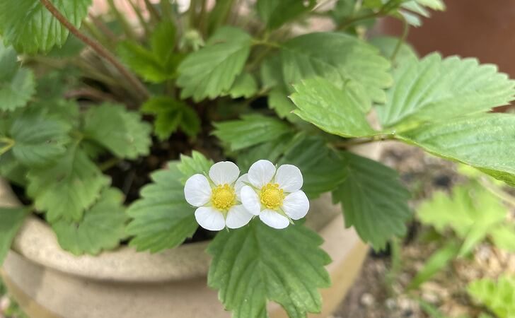 ゴキブリ対策に置いたワイルドストロベリーの鉢植え