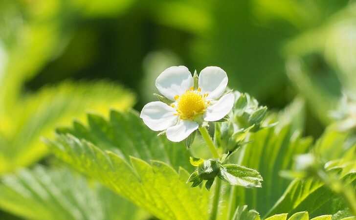 ワイルドストロベリーの花
