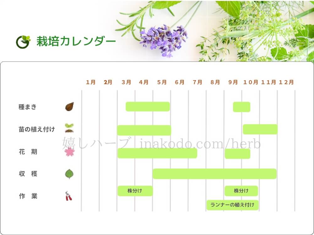ワイルドストロベリーの栽培カレンダー