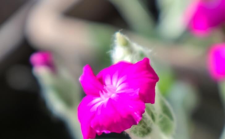 フランネルソウ