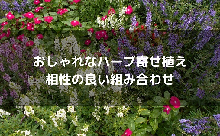 ハーブの寄せ植え