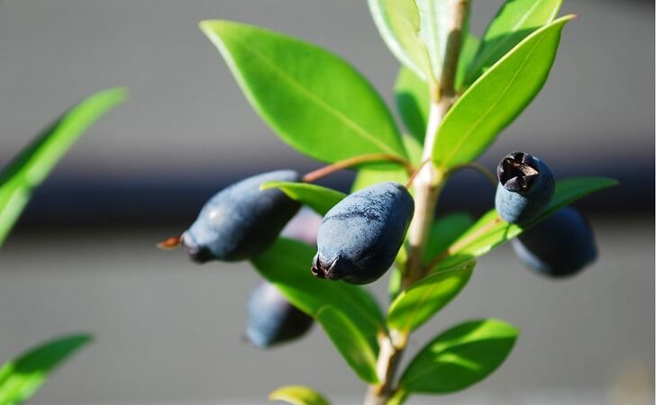 ギンバイカ（マートル）の実