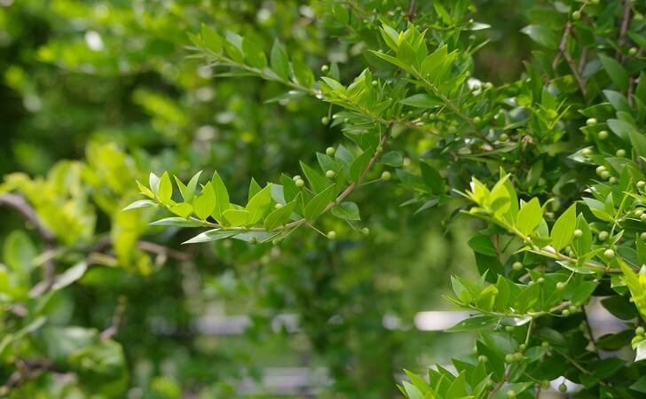 ギンバイカ（マートル）の葉