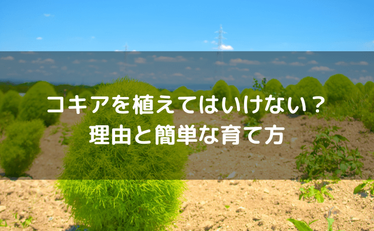 コキアは植えてはいけないのかのタイトル文