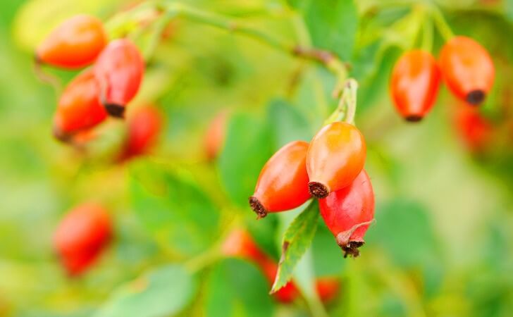 ローズヒップの実