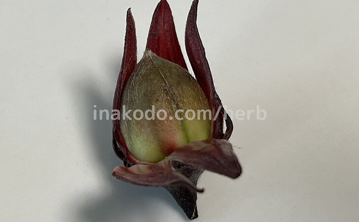 ローゼルを剥いた写真