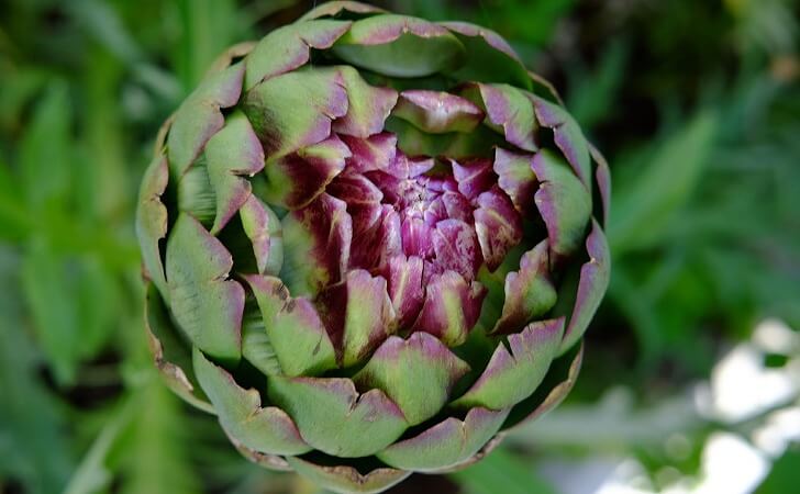 アーティーチョーク