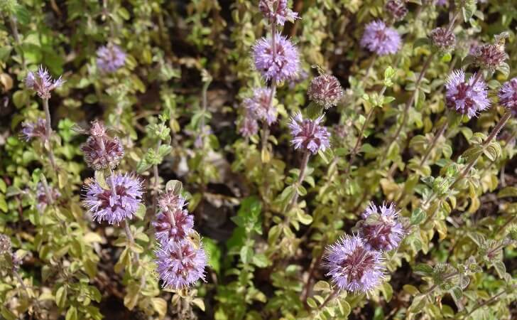 ペニーロイヤルミントの花