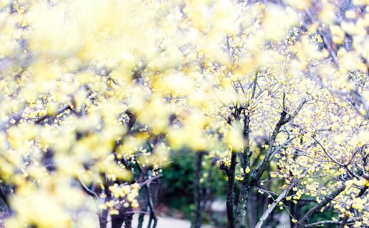 蝋梅の木がたくさんある場所