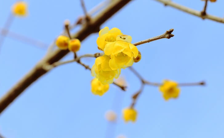 蝋梅の花のアップ