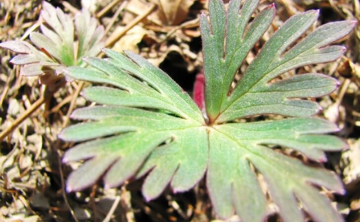 トリカブトの葉