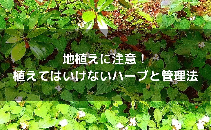 植えてはいけないハーブ