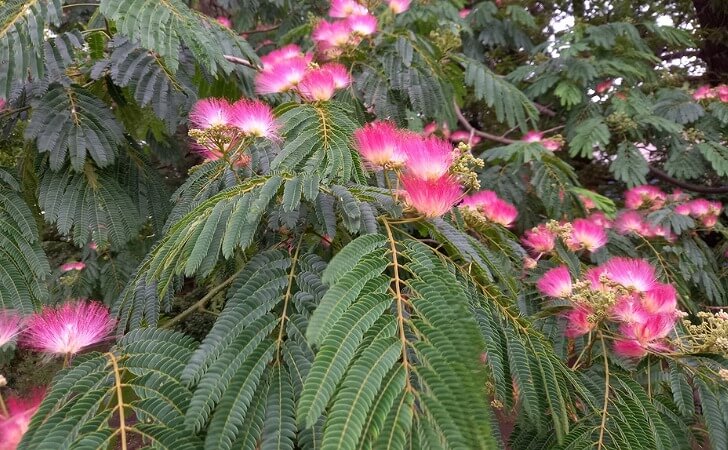 オジギソウの葉と花