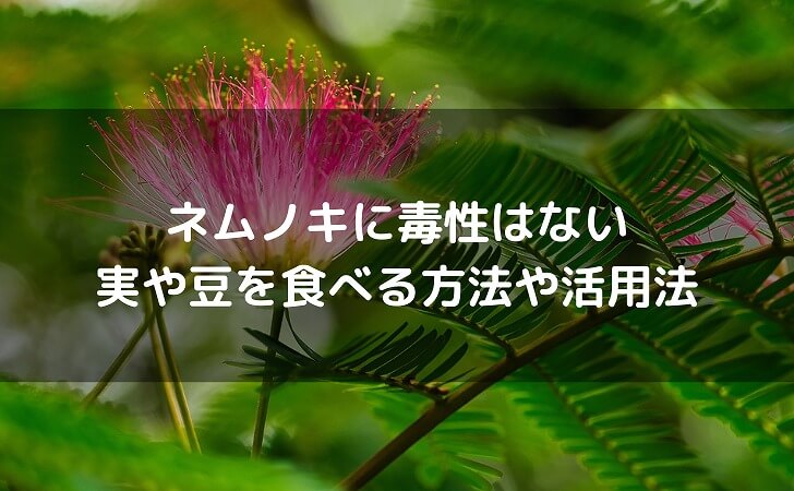 ネムノキの葉と花