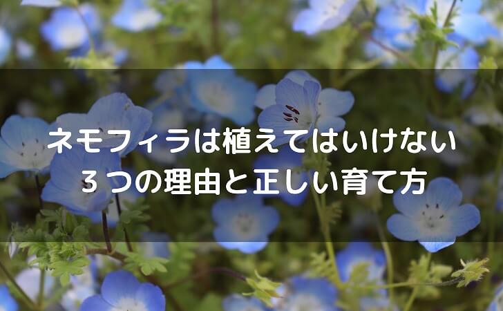 ネモフィラの花