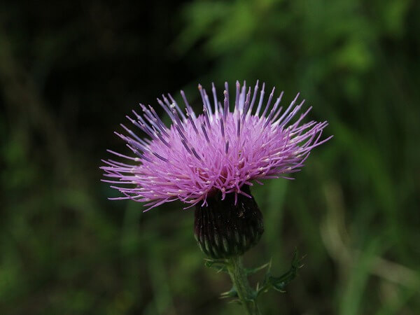 ミルクシスルの花