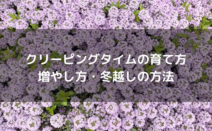 クリーピングタイムの花