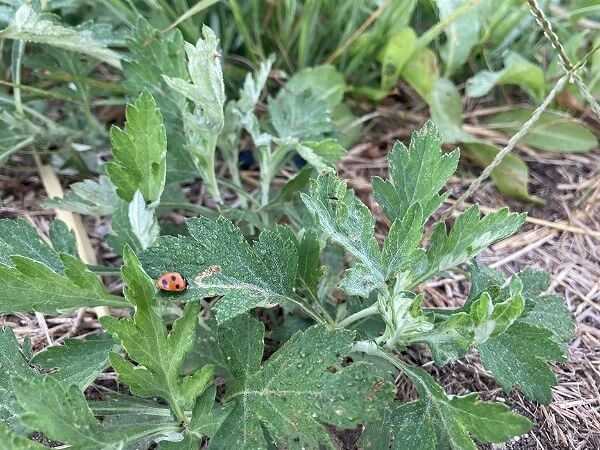 オウシュウヨモギ